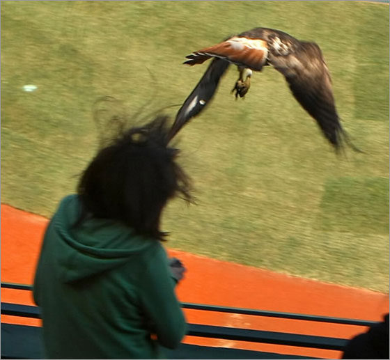 A hawk swooped down on a student touring Fenway Park today. The girl was not seriously hurt, according to the Red Sox.