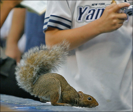 Before the start of the first game of the three game series between the Red Sox and the Yankees, as a waitress takes an order from a front row fan, a rouge squirrel appeared on the wall, which drew a gasp from a young Yankees' fan.