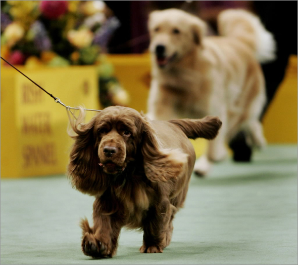 Stump, a Sussex Spaniel, runs with its handler during the Sporting Group judging at the 2009 Westminster Dog Show in New York February 10, 2009. 