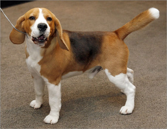 Uno, a 15-inch beagle, barks during a news conference after winning Best in Show at the 132nd Westminster Kennel Club Dog Show at Madison Square Garden in New York, Tuesday, Feb. 12, 2008.