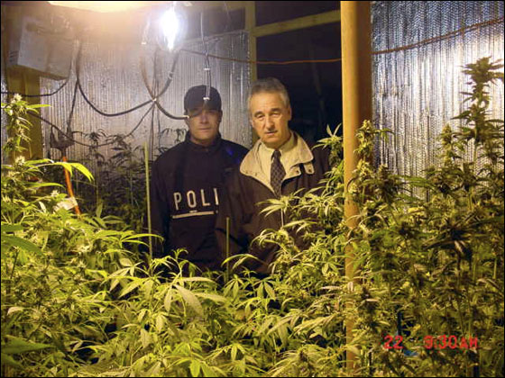 In this photo provided by the Hanover Police Department, Hanover, Mass. narcotics officer Jonathan Abban and Police Chief Paul Hayes, right, stand behind 175 marijuana plants found in Hanover, Mass. Tuesday, Nov. 22, 2005. Christopher Piersall, 34, son of Jimmy Piersall, a Red Sox center fielder in the 1950s, was arrested and charged with one count of cultivating, distributing and manufacturing marijuana, according to police. He also was charged with one count of trafficking marijuana more than 50 pounds, according to police.